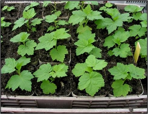 seedlings of blackcurrants in a greenhouse