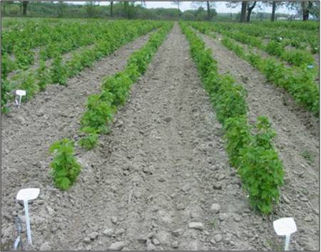 field of blackcurrant seedlings