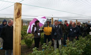 Dundee_2012_iba_blackcurrant (22)