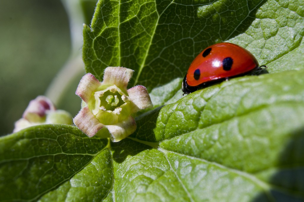 floraison_2_Aurelie_Gonet_Cassissium_IBA_blackcurrant