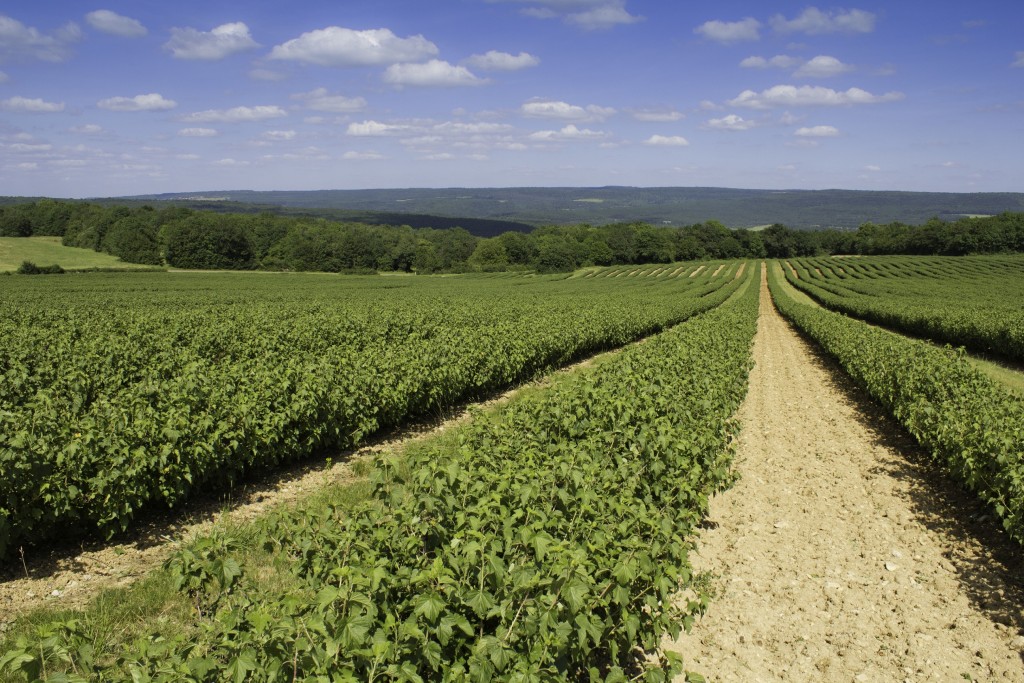 veraison_parcelle_2_Aurelie_Gonet_Cassissium_IBA_blackcurrant