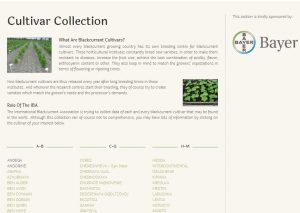 screenshot of the IBA website section dedicated to blackcurrant varieties