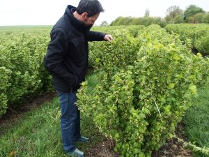 blackcurrant grower inspecting his field during blossoming