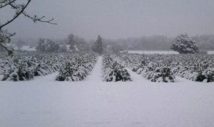 blackcurrant field during blossoming, covered with snow during frost period in April