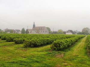 rows of blackcurrant varieties Andega and Andorine belonging to the farm "Les Deux Ormes"