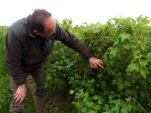 Blackcurrant grower Guillaume Marie (Les Deux Ormes) checking his bushes of Blackdown