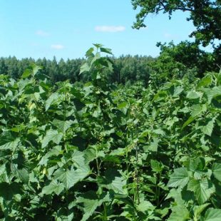 Blackcurrant harvest 2016 – a sad story