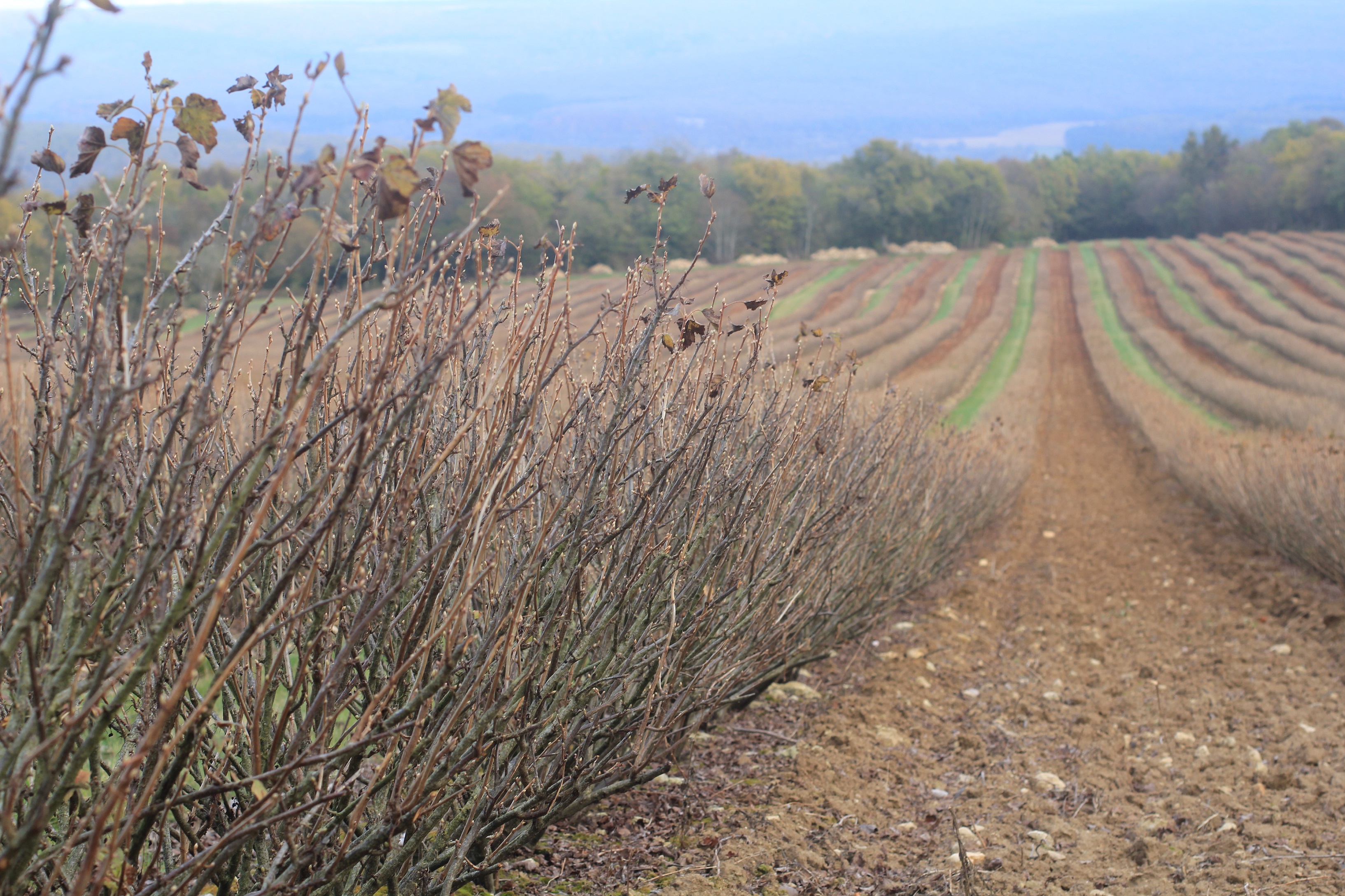 Picture of a blackcurrant field in autumn, bushes without leaves