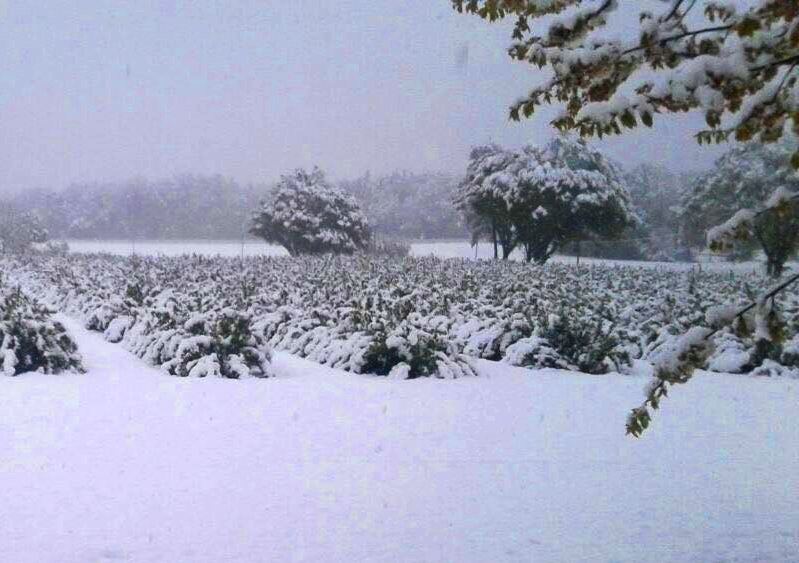 blackcurrant field during spring frost, showing a few rows of blossoming blackcurrant bushes under snow