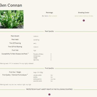 Blackcurrant varieties: detailed descriptions available on the IBA website