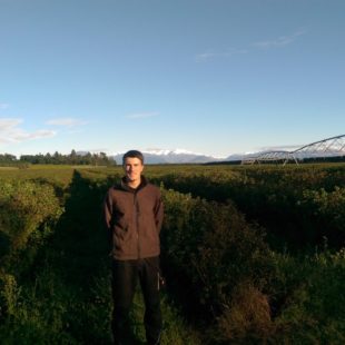 Harvesting blackcurrants like a Kiwi