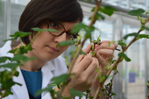 Dr Dorota Jarret with a blackcurrant plant