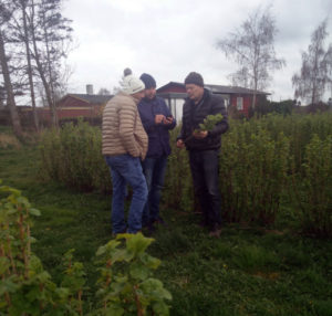 IBA president and two vice-presidents standing in a blackcurrant field