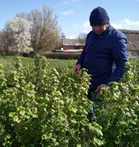 Piotr Baryla looking at blackcurrants