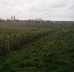 Jens Holme Pedersen's blackcurrant field