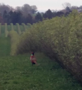 faisant in a blackcurrant field