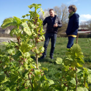 Jens Holme Pedersen: from conventional to organic blackcurrant growing in Denmark