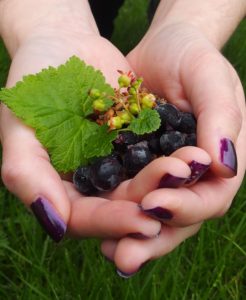 two hands filled with blackcurrants, leaves and flowers