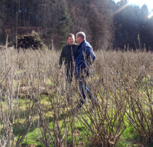 IBA president and vice president discussing in a blackcurrant field in Austria