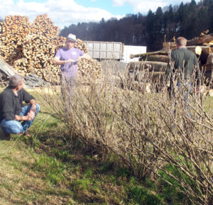 Row of blackcurrants in the foreground, cut wood in the background, two men talking with an aronia grower from StBoG