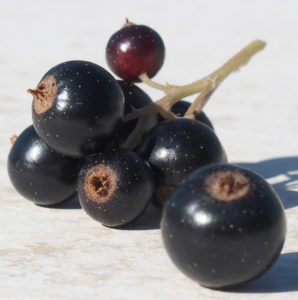 blackcurrant cluster