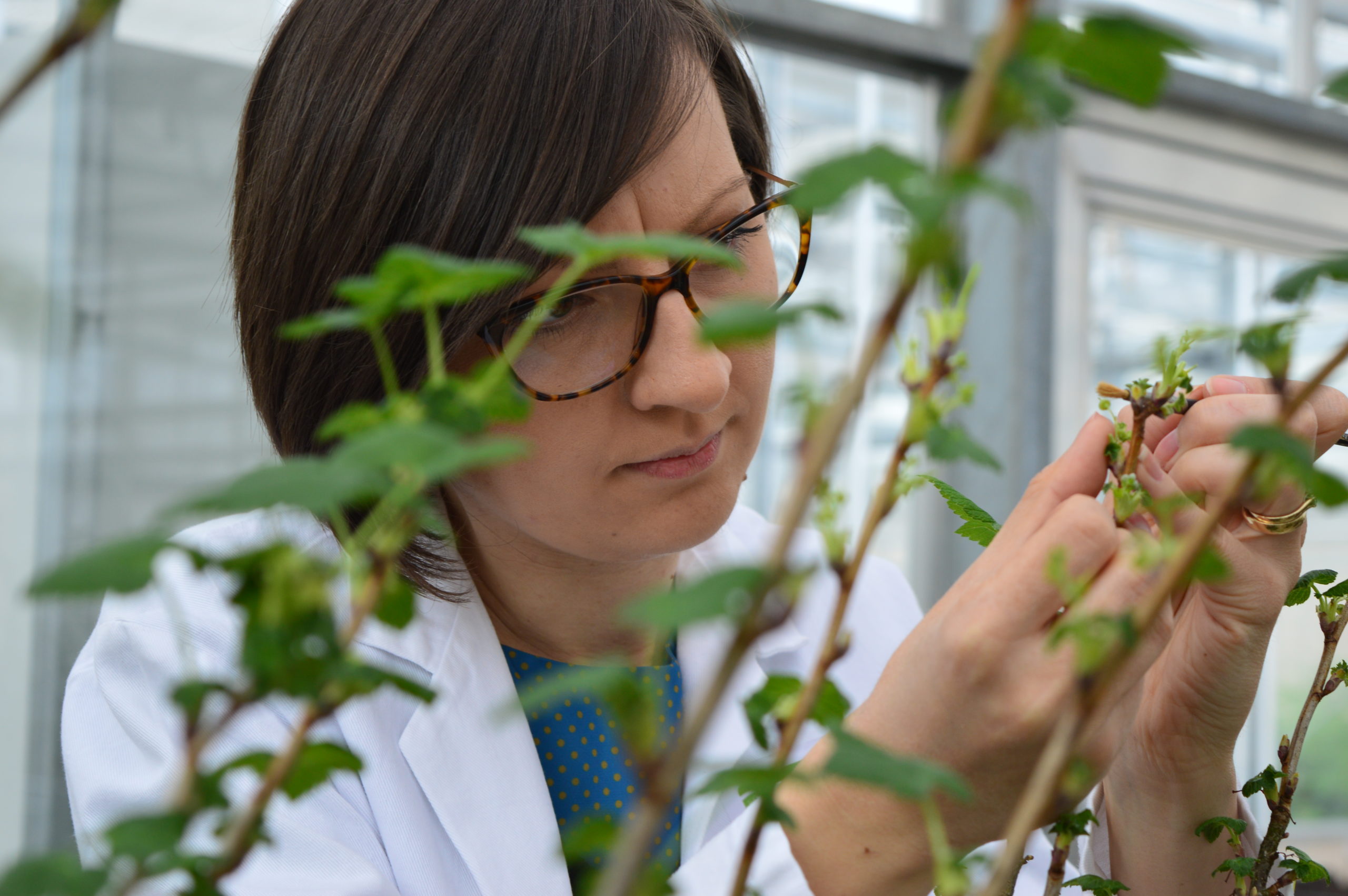 variety research: Dr Dorota Jarret, blackcurrant breeder, looking closely at a young blackcurrant plant