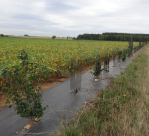 plantation of hedges to protect the crop from strong winds, resulting from the recent climate change