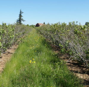 blackcurrant field in Burgundy severely affected by scales - a side effect of climate change?