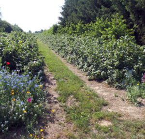 two blackcurrant rows, with flowery meadows at the beginning. More biodiversity as a solution to climate change?