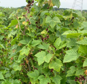 blackcurrant bush with blackcurrants freezing during a spring frost - an effect of climate change