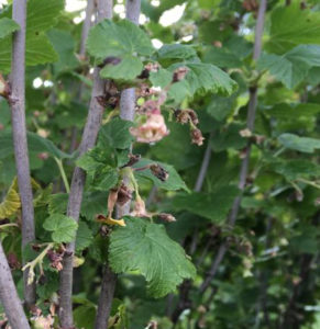 flowers and young blackcurrants in a bush that suffered from frost due to growing climate change