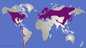 world map showing the areas where blackcurrants can be grown