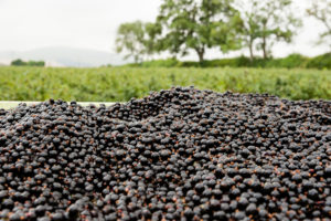 Crop of blackcurrants harvested and stored in container.