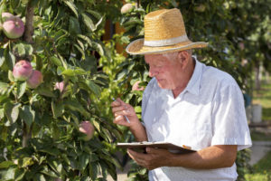 Farmer and his orchard