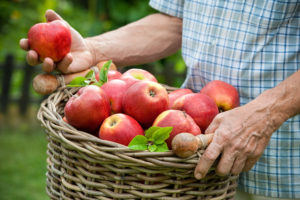 Gardener holds a basket of ripe apples