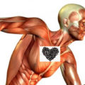 drawing of the chest of a running human, with a heart of blackcurrant in the middle