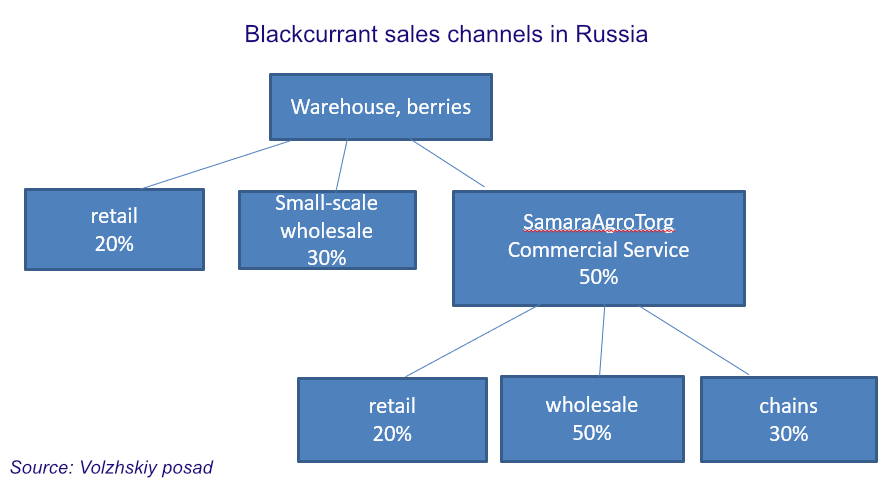 Blackcurrant sales channels in Russia