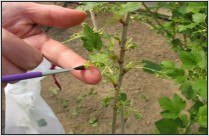 small blackcurrant plant and hand with paint brush for artificial pollination