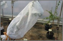 small blackcurrant plant covered with bag