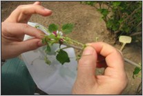 small blackcurrant plant and two hands doing artificial pollination