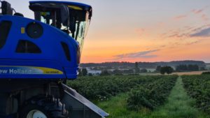 Blackcurrant field with New Holland harvester in the foreground