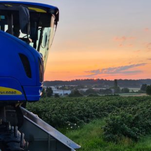 Blackcurrant harvest 2021