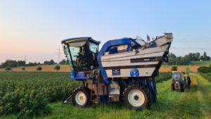 Blackcurrant harvest 2021 in Brackenheim (Germany), harvester in the middle, blackcurrant bushes around