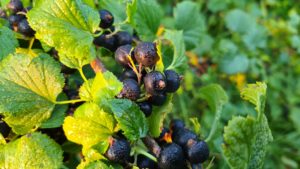 Blackcurrant twig with ripe currants