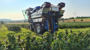 Blackcurrant harvest 2021 in Brackenheim (Germany), harvester in the middle, blackcurrant bushes around