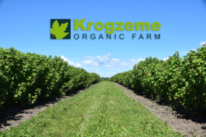 two rows of blackcurrants, with the logo of Krogzeme Organic Farm in the middle