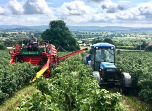 blackcurrant harvest with a tractor and harvester in a blackcurrant field