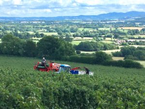 blackcurrant field during harvest in the foreground, British landscape in the background