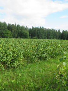 blackcurrant field with pine forest in the background