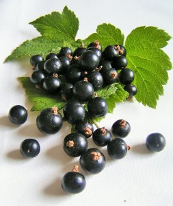 blackcurrant_with_leaves